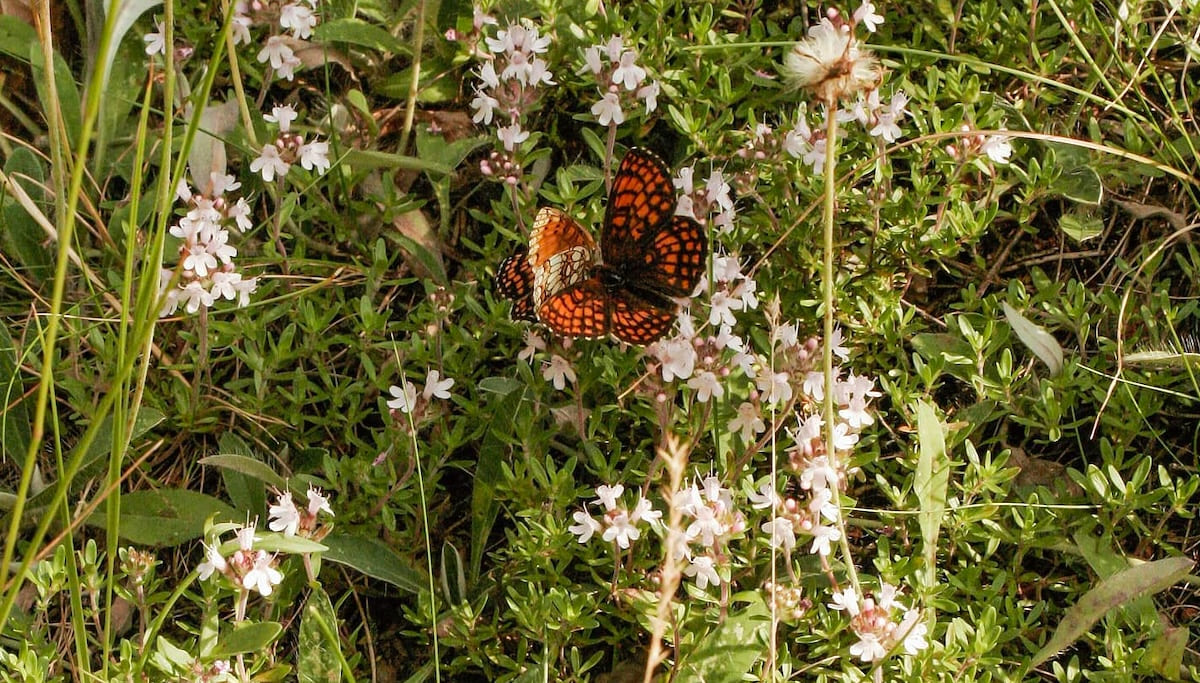 Butterfly found in Butterfly Valley